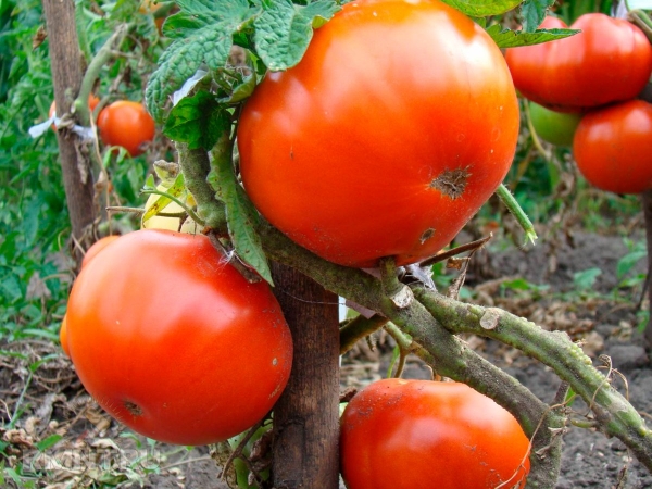 





ТОП-10 сортов томатов для вашего огорода



